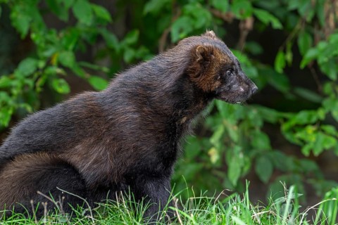 Wolverine, glutton, carcajou (Gulo gulo) hunting in forest, native to Scandinavia, Russia, Siberia,