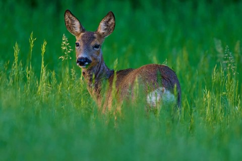 A deer stands quietly in tall grass and looks curiously sideways, European deer (Capreolus