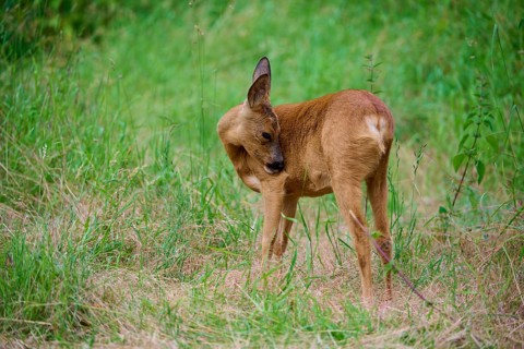 A deer licks its fur while standing in the grass, European deer (Capreolus capreolus), summer,