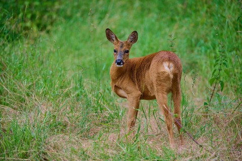 A deer looks over its shoulder and stands in high meadow, European deer (Capreolus capreolus),
