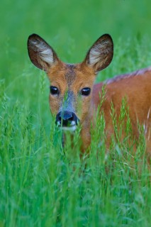 Deer looking out of the shelter of tall grass, its ears set up, European deer (Capreolus