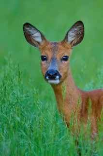 Deer in a green field, curious and with open ears, European deer (Capreolus capreolus), Hesse,