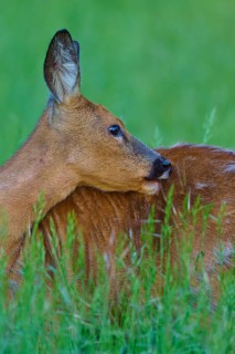 Deer turns its head backwards to care for its fur in a green field, European deer (Capreolus