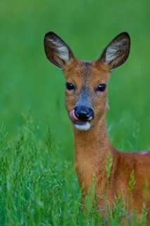 Deer licking its lips in a green field, alert, European deer (Capreolus capreolus), Hesse, Germany