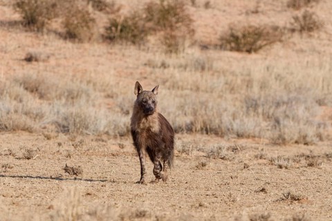 Brown hyena (Parahyaena brunnea), adult walking in dry grassland, facing camera, Kgalagadi