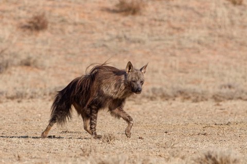 Brown hyena (Parahyaena brunnea), adult walking in dry grassland, Kgalagadi Transfrontier Park,