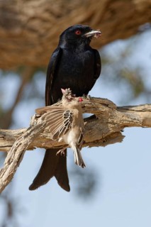 Fork-tailed drongo (Dicrurus adsimilis), adult, sitting on a branch, eating, a sociable weaver