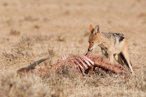 Black-backed jackal (Lupulella mesomelas), adult, feeding on skin and carcass of a common eland