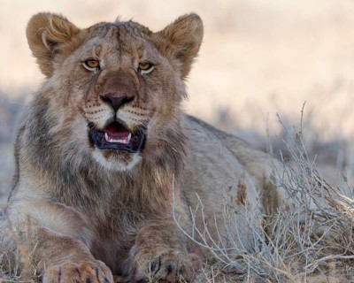 African lion (Panthera leo), young adult male lying down, resting in the shade, looking at camera,