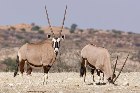 Gemsboks (Oryx gazella), two adult females standing at the top of the hill, one looking at camera,