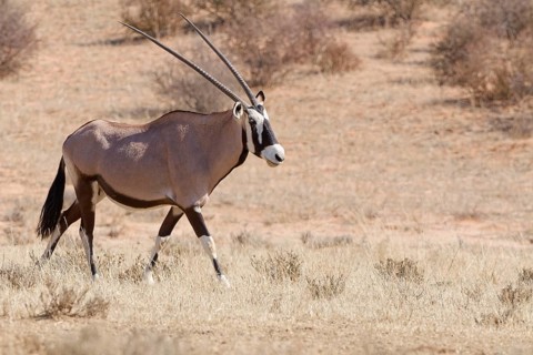 Gemsbok (Oryx gazella), adult female walking in dry grass, Kgalagadi Transfrontier Park, Northern