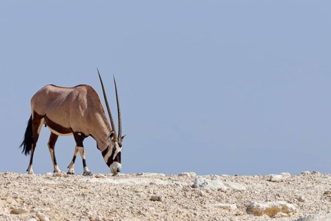 Gemsbok (Oryx gazella), adult female, standing at the top of the hill, foraging, Kgalagadi