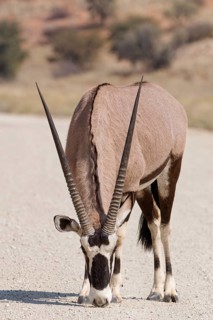 Gemsbok (Oryx gazella), young adult male, on gravel road, foraging on the ground, Kgalagadi