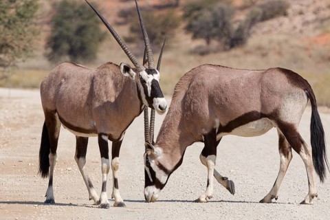 Gemsboks (Oryx gazella), young adult male and adult female, on gravel road, foraging on the ground,