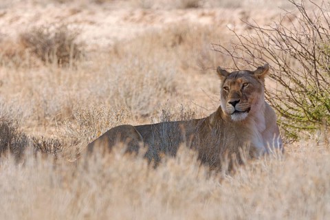 African lioness (Panthera leo), adult female resting in the shade, in tall dry grass, alert,