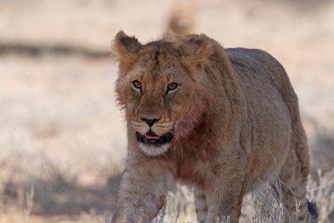 African lion (Panthera leo), young male walking in the shade, looking at camera, alert, Kgalagadi