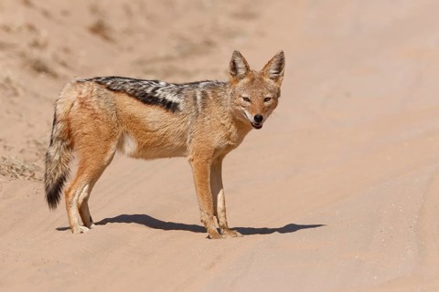 Black-backed jackal (Lupulella mesomelas), adult, standing on the sandy road, alert, Kgalagadi