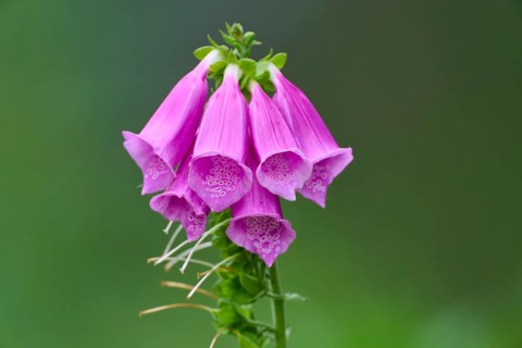 Red foxglove (Digitalis purpurea), close-up against a blurred green background, Hesse, Germany