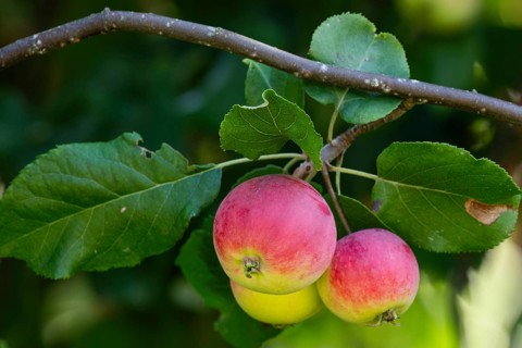 Red-yellow apples (Malus) hanging on a branch, Finland