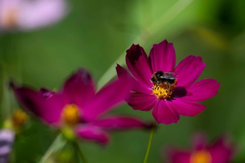 Bumblebee collects nectar on a pink jewelry basket (Cosmos bipinnatus), Finland