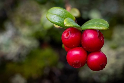 Ripe red shiny cranberries (Vaccinium vitis-idaea), forest, Sweden