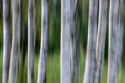 Birch trunks, white bark, birch (Betula), wiping, forest, Sweden