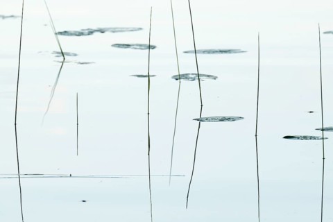 Seagrass is reflected on still water surface, lake, near Sunne, Sweden