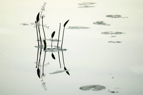 Water plant reflected on still water surface, lake, near Sunne, Sweden