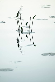Water plant reflected on still water surface, lake, near Sunne, Sweden