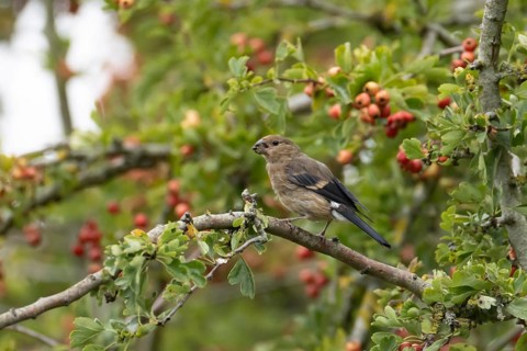Eurasian bullfinch (Pyrrhula pyrrhula) juvenile bird in a hawthorn hedgerow with red berries in