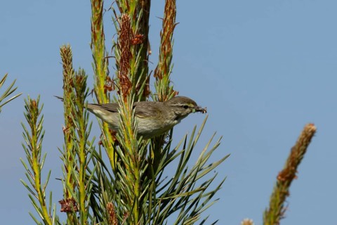 Garden warbler (Sylvia borin) adult bird in a hedgerow with insects for food in its beak in summer,