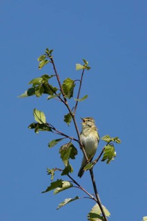 Garden warbler (Sylvia borin) adult male bird singing in a tree in spring, England, United Kingdom