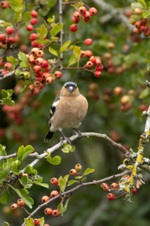 Eurasian chaffinch (Fringilla coelebs) adult male bird in a hawthorn hedgerow with red berries in