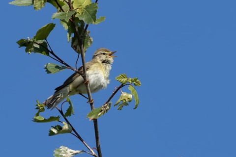 Garden warbler (Sylvia borin) adult male bird singing in a tree in spring, England, United Kingdom