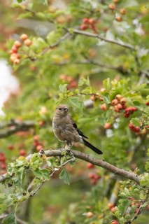 Eurasian bullfinch (Pyrrhula pyrrhula) juvenile bird in a hawthorn hedgerow with red berries in