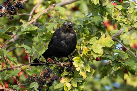 Eurasian blackbird (Turdus merula) adult male bird feeding on a blackberry in a hedgerow in the