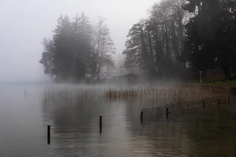 Reeds and fences in foggy Starnberger See, leaves and conifers in the back, Historisches Hotel La