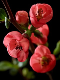 Quince branch with flowers (Cydonia oblonga) against black background