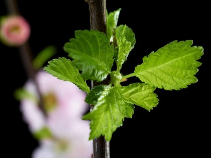 Almond branch with flowers and leaves (Prunus triloba) against a black background