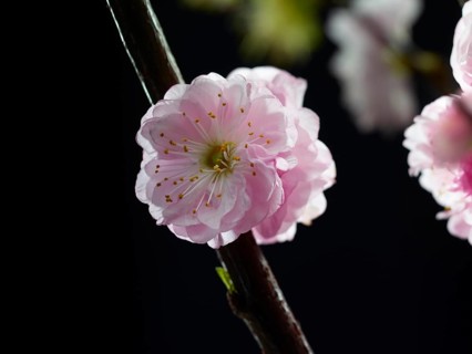 Almond branch with flower (Prunus triloba) against black background