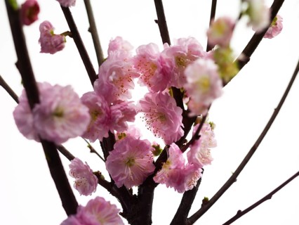 Almond branch with flowers (Prunus triloba) against white background