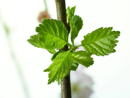 Almond branch with flowers and leaves (Prunus triloba) against white background
