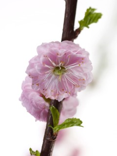 Almond branch with flowers (Prunus triloba) against white background