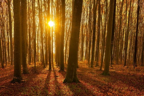 An autumnal beech forest with golden sunlight through the trees and leaves, Swabian Jura,