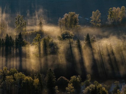 Fog, clouds of fog, morning light, back light, trees, moor area, foothills of the Alps, Bavaria,