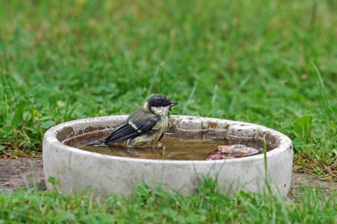 Great tit (Parus major), bird bath, water, bathing, garden, tit with wet feathers