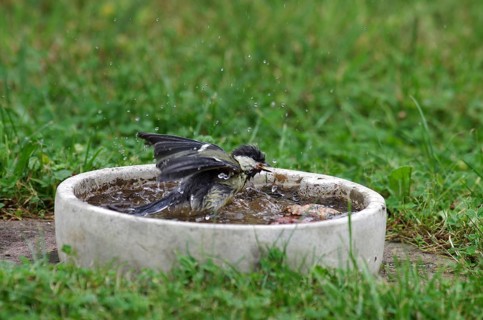Great tit (Parus major), bird bath, water, bathing, garden, The drops of water fly through the air