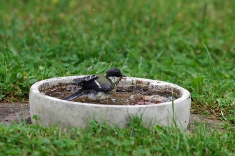 Great tit (Parus major), bird bath, water, bathing, garden, The drops of water fly through the air