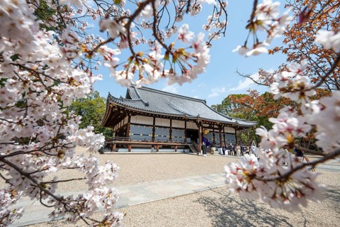 Blooming cherry trees, Kondo main hall of Ninna-ji Temple, Buddhist temple complex, Kyoto, Japan