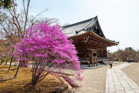 Kannondo of Ninna-ji Temple, purple blooming bush in spring, Buddhist temple complex, Kyoto, Japan